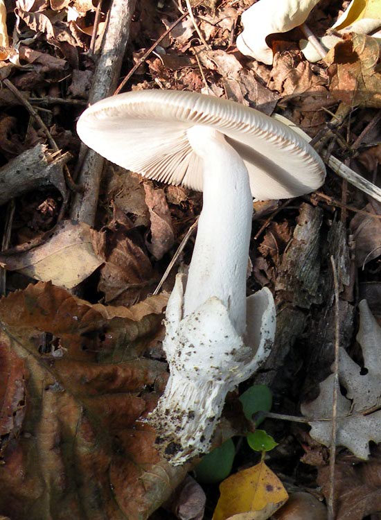 Amanita vaginata?